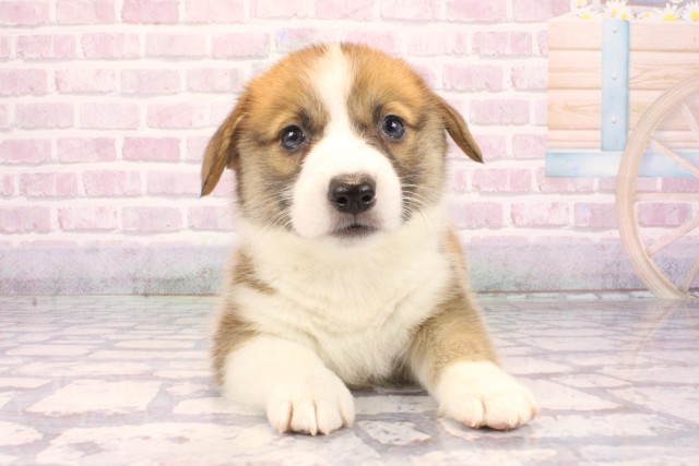 奈良県のウェルシュコーギーペンブローク (Coo&RIKU奈良新庄店/2025年9月27日生まれ/男の子/レッドホワイト)の子犬の1枚目の画像