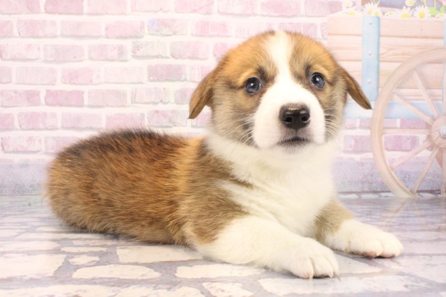 奈良県のウェルシュコーギーペンブローク (Coo&RIKU奈良新庄店/2025年9月27日生まれ/男の子/レッドホワイト)の子犬の2枚目の画像