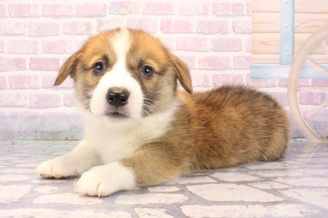 奈良県のウェルシュコーギーペンブローク (Coo&RIKU奈良新庄店/2025年9月27日生まれ/男の子/レッドホワイト)の子犬の3枚目の画像