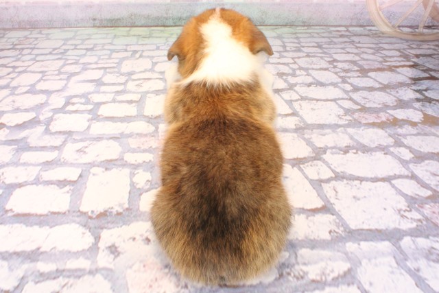 奈良県のウェルシュコーギーペンブローク (Coo&RIKU奈良新庄店/2025年9月27日生まれ/男の子/レッドホワイト)の子犬の4枚目の画像