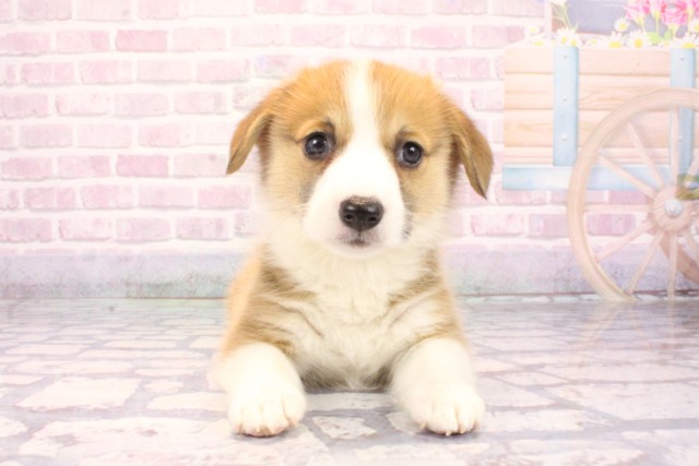 京都府のウェルシュコーギーペンブローク (Coo&RIKU京都店/2025年9月27日生まれ/女の子/レッドホワイト)の子犬の1枚目の画像