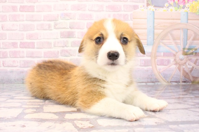 京都府のウェルシュコーギーペンブローク (Coo&RIKU京都店/2025年9月27日生まれ/女の子/レッドホワイト)の子犬の2枚目の画像