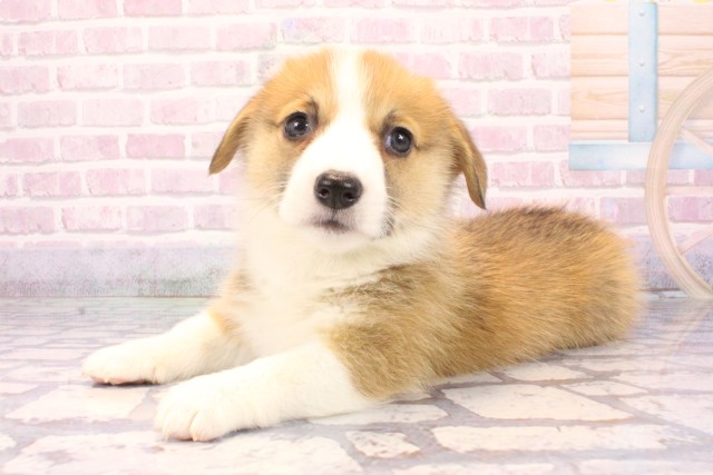 京都府のウェルシュコーギーペンブローク (Coo&RIKU京都店/2025年9月27日生まれ/女の子/レッドホワイト)の子犬の3枚目の画像