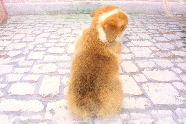 京都府のウェルシュコーギーペンブローク (Coo&RIKU京都店/2025年9月27日生まれ/女の子/レッドホワイト)の子犬の4枚目の画像