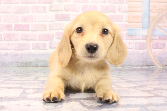 和歌山県のミニチュアダックスフンド(ロング) (Coo&RIKU和歌山店/2025年9月24日生まれ/男の子/イエロー)の子犬の1枚目の画像