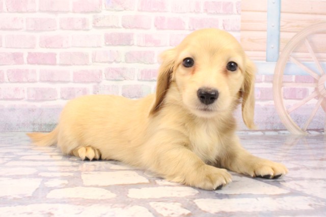 和歌山県のミニチュアダックスフンド(ロング) (Coo&RIKU和歌山店/2025年9月24日生まれ/男の子/イエロー)の子犬の2枚目の画像