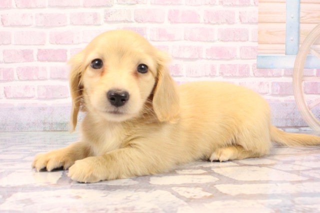 和歌山県のミニチュアダックスフンド(ロング) (Coo&RIKU和歌山店/2025年9月24日生まれ/男の子/イエロー)の子犬の3枚目の画像