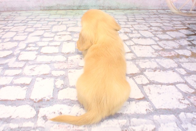 和歌山県のミニチュアダックスフンド(ロング) (Coo&RIKU和歌山店/2025年9月24日生まれ/男の子/イエロー)の子犬の4枚目の画像