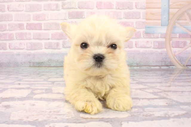 大阪府のチワマル/マルチワ(チワワ×マルチーズ) (Coo&RIKU阿倍野店/2025年9月27日生まれ/男の子/ホワイト)の子犬の1枚目の画像