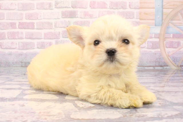 大阪府のチワマル/マルチワ(チワワ×マルチーズ) (Coo&RIKU阿倍野店/2025年9月27日生まれ/男の子/ホワイト)の子犬の2枚目の画像