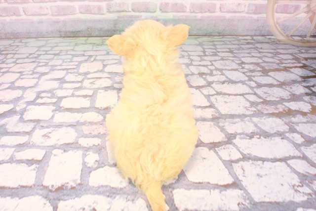 大阪府のチワマル/マルチワ(チワワ×マルチーズ) (Coo&RIKU阿倍野店/2025年9月27日生まれ/男の子/ホワイト)の子犬の4枚目の画像