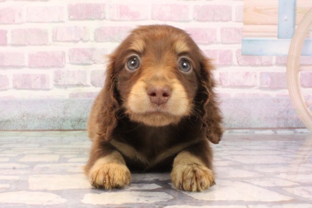 奈良県のミニチュアダックスフンド(ロング) (Coo&RIKU奈良富雄南店/2025年9月27日生まれ/女の子/チョコレートタン)の子犬の1枚目の画像