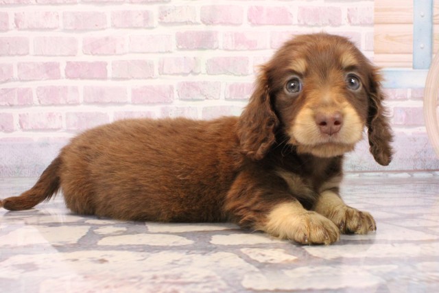 奈良県のミニチュアダックスフンド(ロング) (Coo&RIKU奈良富雄南店/2025年9月27日生まれ/女の子/チョコレートタン)の子犬の2枚目の画像