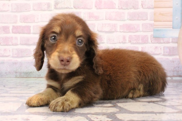 奈良県のミニチュアダックスフンド(ロング) (Coo&RIKU奈良富雄南店/2025年9月27日生まれ/女の子/チョコレートタン)の子犬の3枚目の画像