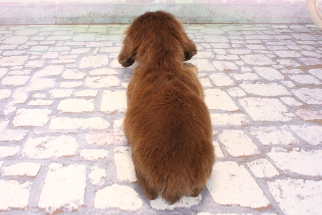 奈良県のミニチュアダックスフンド(ロング) (Coo&RIKU奈良富雄南店/2025年9月27日生まれ/女の子/チョコレートタン)の子犬の4枚目の画像