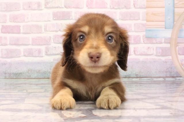 兵庫県のミニチュアダックスフンド(ロング) (Coo&RIKU神戸東灘店/2025年9月27日生まれ/男の子/チョコレートタン)の子犬の1枚目の画像