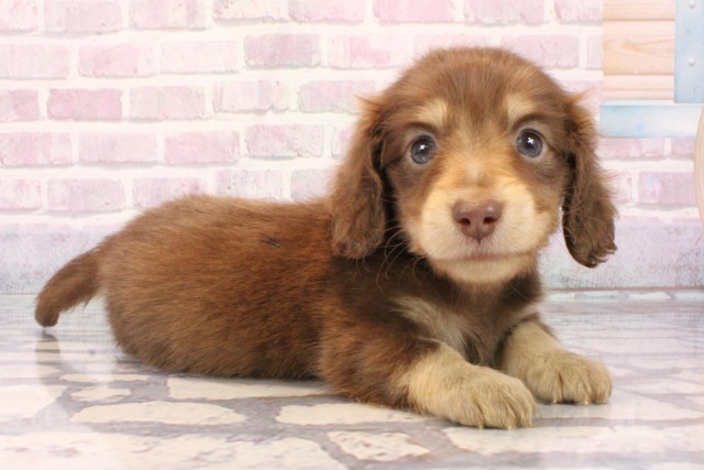 兵庫県のミニチュアダックスフンド(ロング) (Coo&RIKU神戸東灘店/2025年9月27日生まれ/男の子/チョコレートタン)の子犬の2枚目の画像