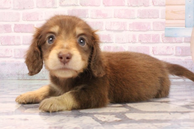 兵庫県のミニチュアダックスフンド(ロング) (Coo&RIKU神戸東灘店/2025年9月27日生まれ/男の子/チョコレートタン)の子犬の3枚目の画像