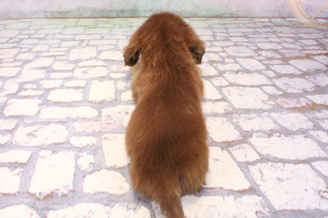 兵庫県のミニチュアダックスフンド(ロング) (Coo&RIKU神戸東灘店/2025年9月27日生まれ/男の子/チョコレートタン)の子犬の4枚目の画像