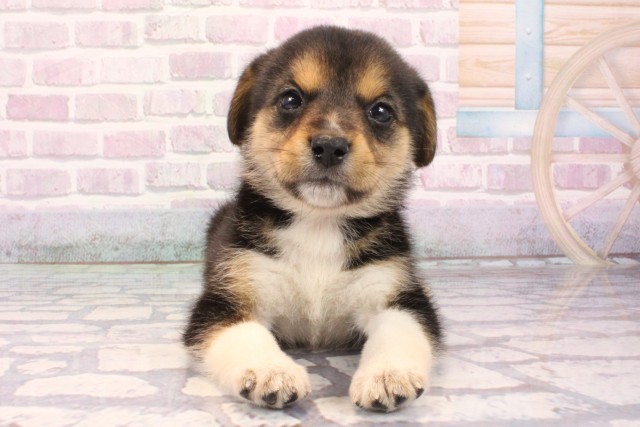 大阪府の柴ビー(柴×ビーグル) (Coo&RIKU阿倍野店/2025年9月26日生まれ/女の子/ハウンドカラー)の子犬の1枚目の画像