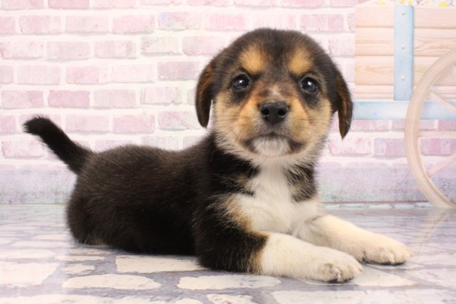 大阪府の柴ビー(柴×ビーグル) (Coo&RIKU阿倍野店/2025年9月26日生まれ/女の子/ハウンドカラー)の子犬の2枚目の画像