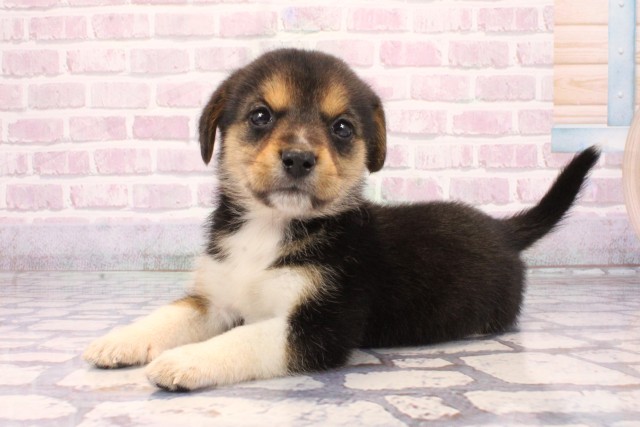 大阪府の柴ビー(柴×ビーグル) (Coo&RIKU阿倍野店/2025年9月26日生まれ/女の子/ハウンドカラー)の子犬の3枚目の画像