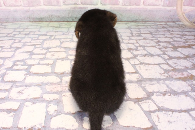 大阪府の柴ビー(柴×ビーグル) (Coo&RIKU阿倍野店/2025年9月26日生まれ/女の子/ハウンドカラー)の子犬の4枚目の画像