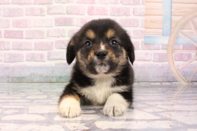 和歌山県の柴ビー(柴×ビーグル) (Coo&RIKU和歌山店/2025年9月26日生まれ/女の子/ハウンドカラー)の子犬の1枚目の画像