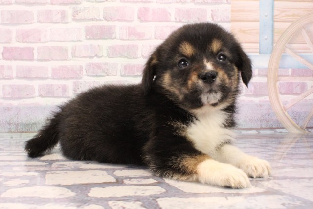 和歌山県の柴ビー(柴×ビーグル) (Coo&RIKU和歌山店/2025年9月26日生まれ/女の子/ハウンドカラー)の子犬の2枚目の画像