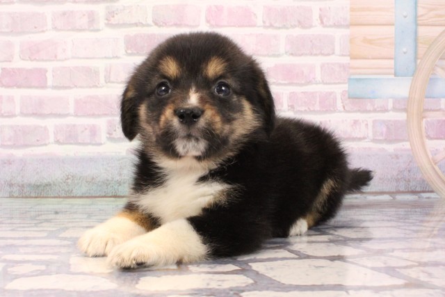 和歌山県の柴ビー(柴×ビーグル) (Coo&RIKU和歌山店/2025年9月26日生まれ/女の子/ハウンドカラー)の子犬の3枚目の画像