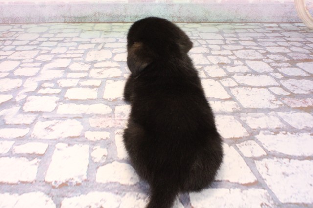 和歌山県の柴ビー(柴×ビーグル) (Coo&RIKU和歌山店/2025年9月26日生まれ/女の子/ハウンドカラー)の子犬の4枚目の画像