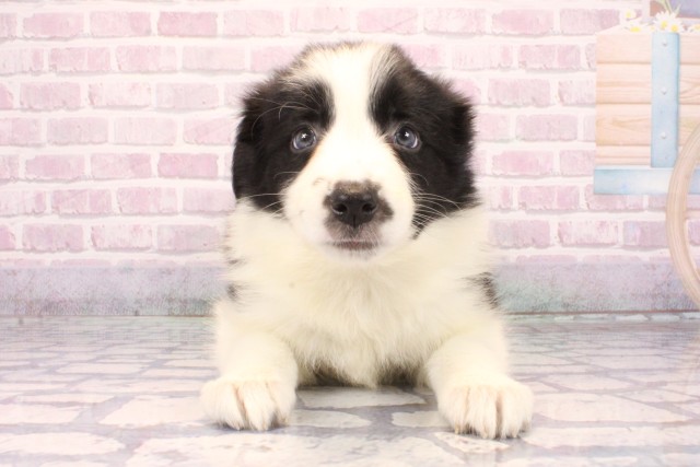 大阪府のボーダーコリー (Coo&RIKU天王寺店/2025年9月28日生まれ/女の子/ブラックホワイト)の子犬