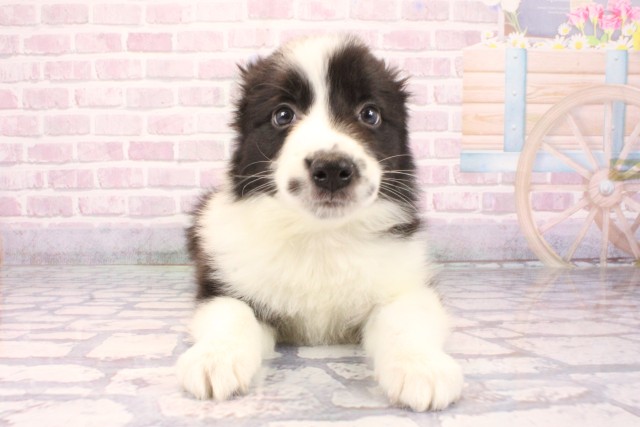 奈良県のボーダーコリー (Coo&RIKU奈良新庄店/2025年9月28日生まれ/男の子/ブラックホワイト)の子犬の1枚目の画像