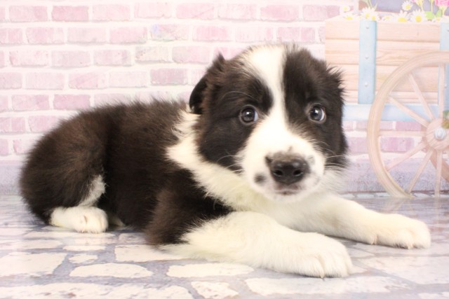 奈良県のボーダーコリー (Coo&RIKU奈良新庄店/2025年9月28日生まれ/男の子/ブラックホワイト)の子犬の2枚目の画像