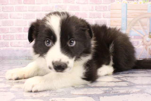 奈良県のボーダーコリー (Coo&RIKU奈良新庄店/2025年9月28日生まれ/男の子/ブラックホワイト)の子犬の3枚目の画像