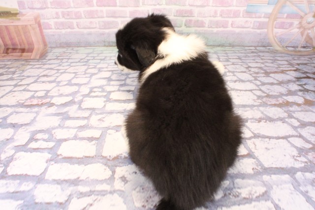 奈良県のボーダーコリー (Coo&RIKU奈良新庄店/2025年9月28日生まれ/男の子/ブラックホワイト)の子犬の4枚目の画像