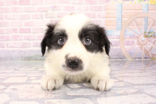 大阪府のボーダーコリー (Coo&RIKU枚方店/2025年9月28日生まれ/男の子/ブラックホワイト)の子犬