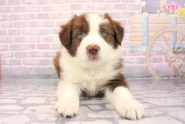 兵庫県のボーダーコリー (Coo&RIKU尼崎店/2025年9月28日生まれ/男の子/チョコレートホワイト)の子犬