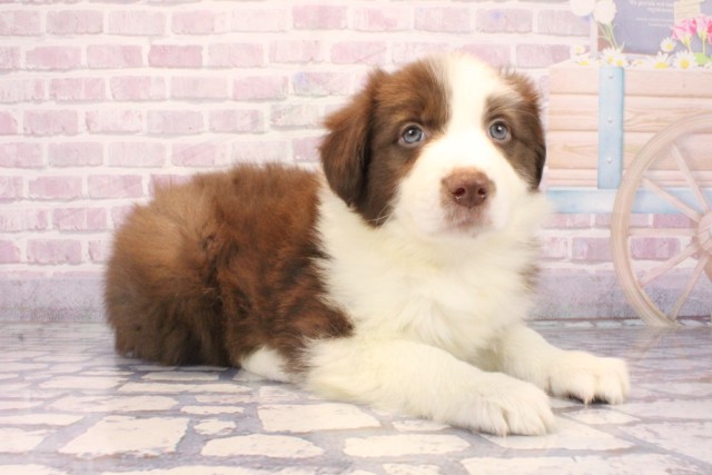 兵庫県のボーダーコリー (Coo&RIKU尼崎店/2025年9月28日生まれ/男の子/チョコレートホワイト)の子犬の2枚目の画像