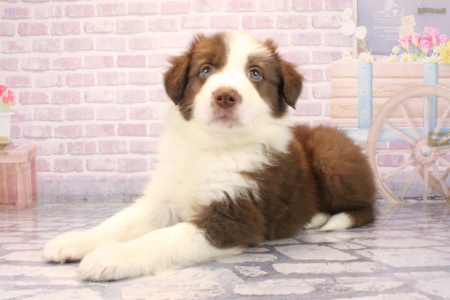 兵庫県のボーダーコリー (Coo&RIKU尼崎店/2025年9月28日生まれ/男の子/チョコレートホワイト)の子犬の3枚目の画像