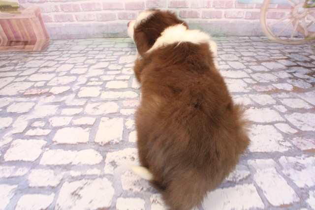 兵庫県のボーダーコリー (Coo&RIKU尼崎店/2025年9月28日生まれ/男の子/チョコレートホワイト)の子犬の4枚目の画像