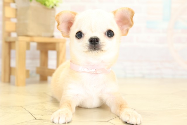 愛知県のチワワ(スムース) (Coo&RIKU豊橋店/2025年9月16日生まれ/女の子/ゴールドホワイト)の子犬