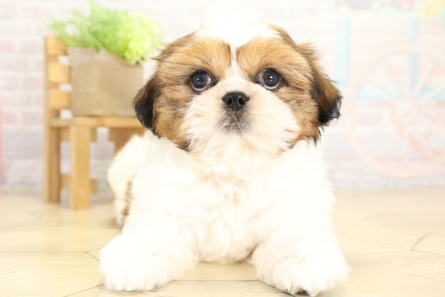 三重県のシーズー (Coo&RIKU四日市店/2025年9月19日生まれ/男の子/ゴールドホワイト)の子犬