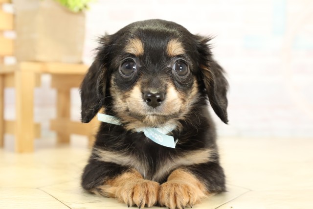 愛知県のチワックス(チワワ×ダックス) (Coo&RIKU半田店/2025年9月26日生まれ/男の子/ブラックタン)の子犬