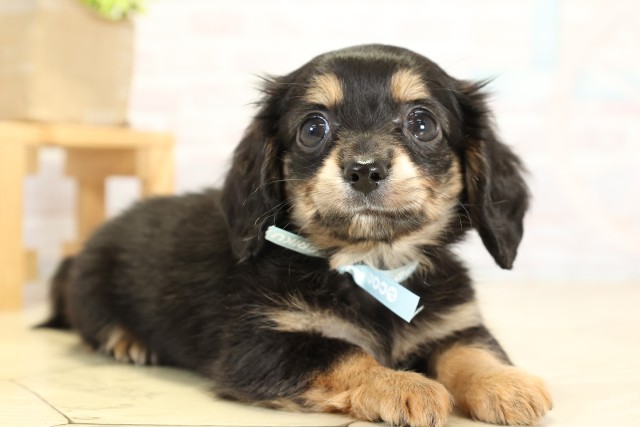 愛知県のチワックス(チワワ×ダックス) (Coo&RIKU半田店/2025年9月26日生まれ/男の子/ブラックタン)の子犬の2枚目の画像