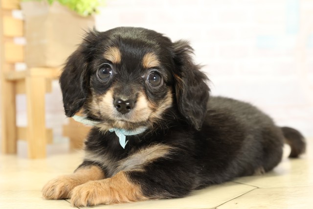 愛知県のチワックス(チワワ×ダックス) (Coo&RIKU半田店/2025年9月26日生まれ/男の子/ブラックタン)の子犬の3枚目の画像