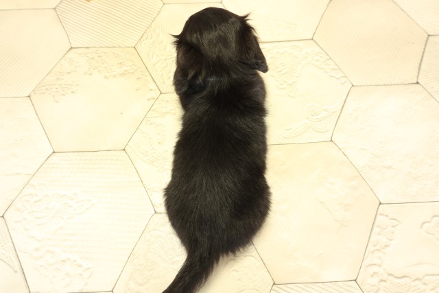 愛知県のチワックス(チワワ×ダックス) (Coo&RIKU半田店/2025年9月26日生まれ/男の子/ブラックタン)の子犬の4枚目の画像