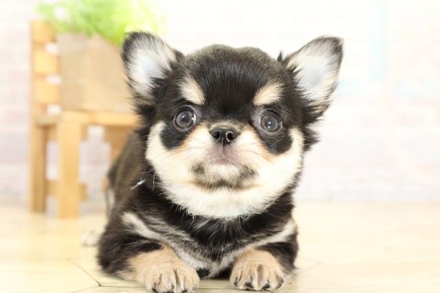 愛知県のチワワ(ロング) (Coo&RIKU名古屋滝ノ水店/2025年9月28日生まれ/男の子/ブラッククリーム)の子犬