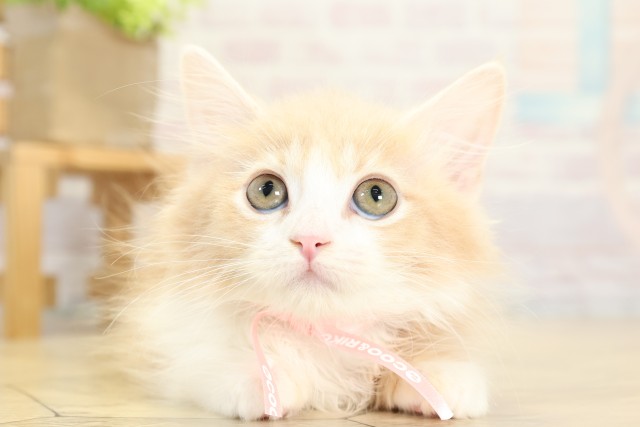 愛知県のミヌエット (Coo&RIKU岡崎店/2025年9月22日生まれ/女の子/クリームタビーホワイト)の子猫