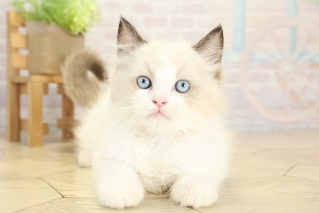 愛知県のラグドール (Coo&RIKU瀬港線守山店/2025年9月27日生まれ/男の子/シールポイントバイカラー)の子猫の1枚目の画像
